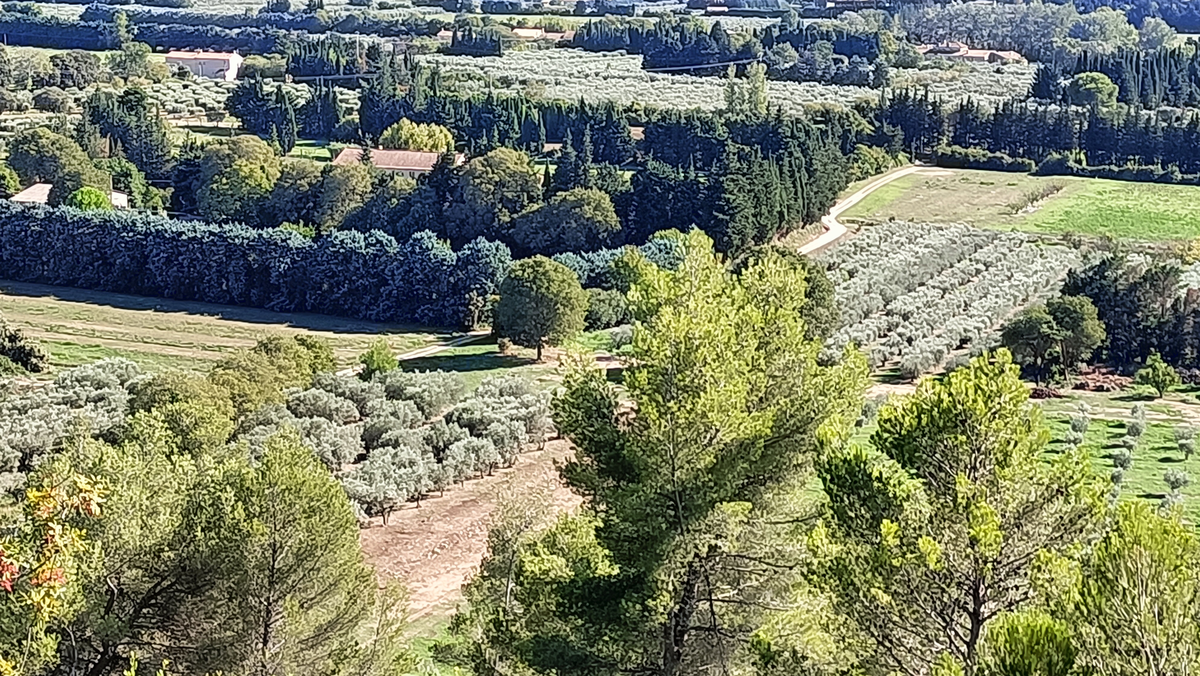 Olive trees, cypress and pine in the Alpilles