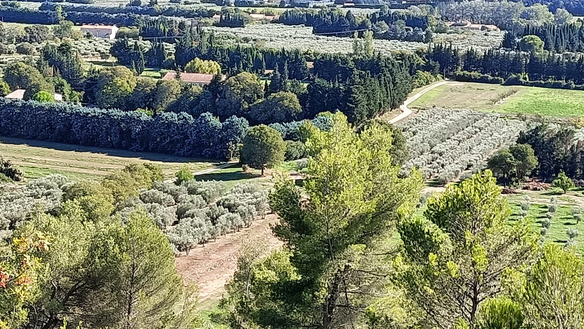 Olive trees, cypress and pine in the Alpilles
