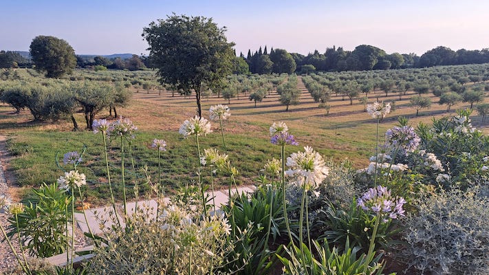 Garden and olive groves at dawn